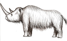 nosorožec srstnatý